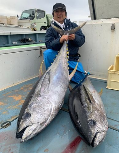 キハダマグロの釣果