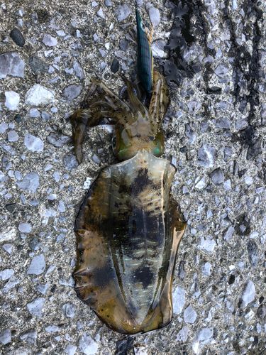 アオリイカの釣果