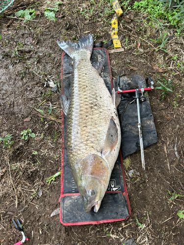 ソウギョの釣果
