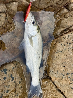 ヒラスズキの釣果