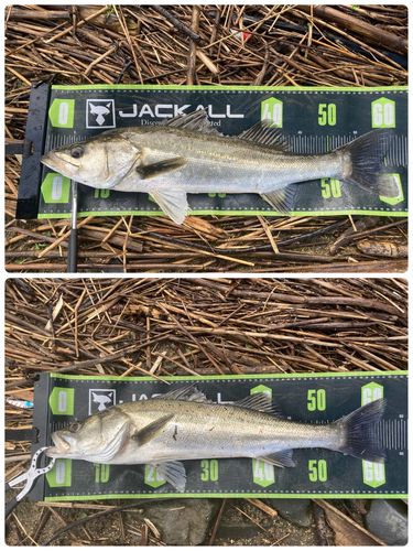 シーバスの釣果