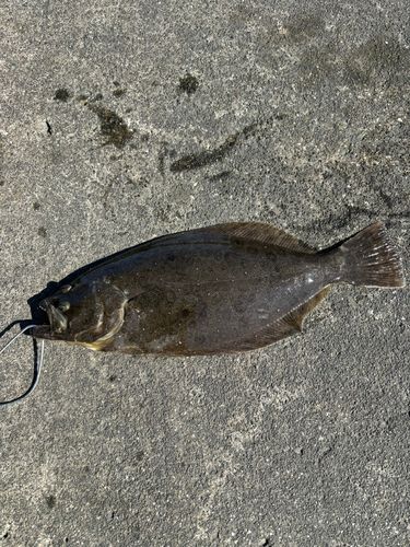 ヒラメの釣果