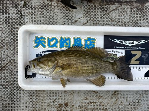 スモールマウスバスの釣果