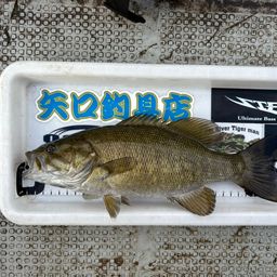 スモールマウスバス