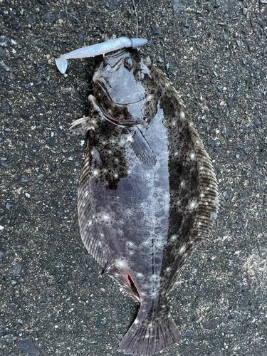 ヒラメの釣果