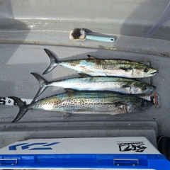 サワラの釣果