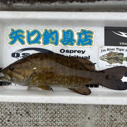 スモールマウスバス