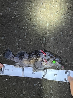 クロソイの釣果