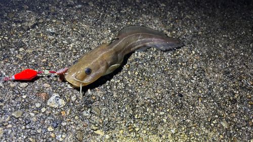 ゴンズイの釣果