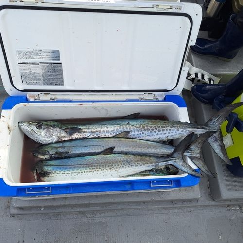 サワラの釣果