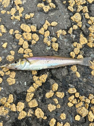 シロギスの釣果