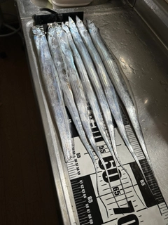 タチウオの釣果