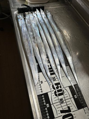 タチウオの釣果