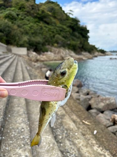 フグの釣果