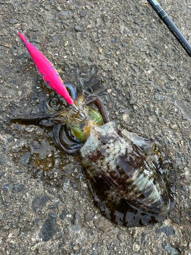 アオリイカの釣果