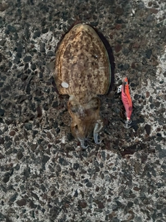 モンゴウイカの釣果