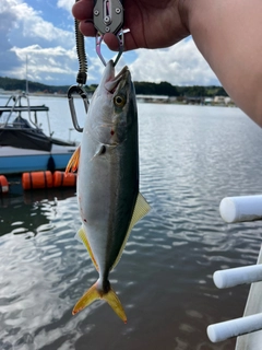 コゾクラの釣果