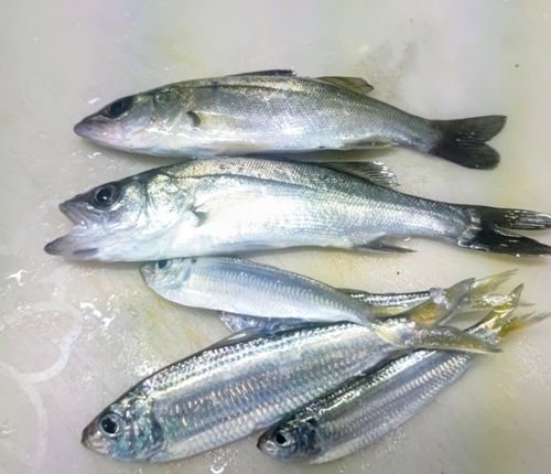 セイゴ（マルスズキ）の釣果