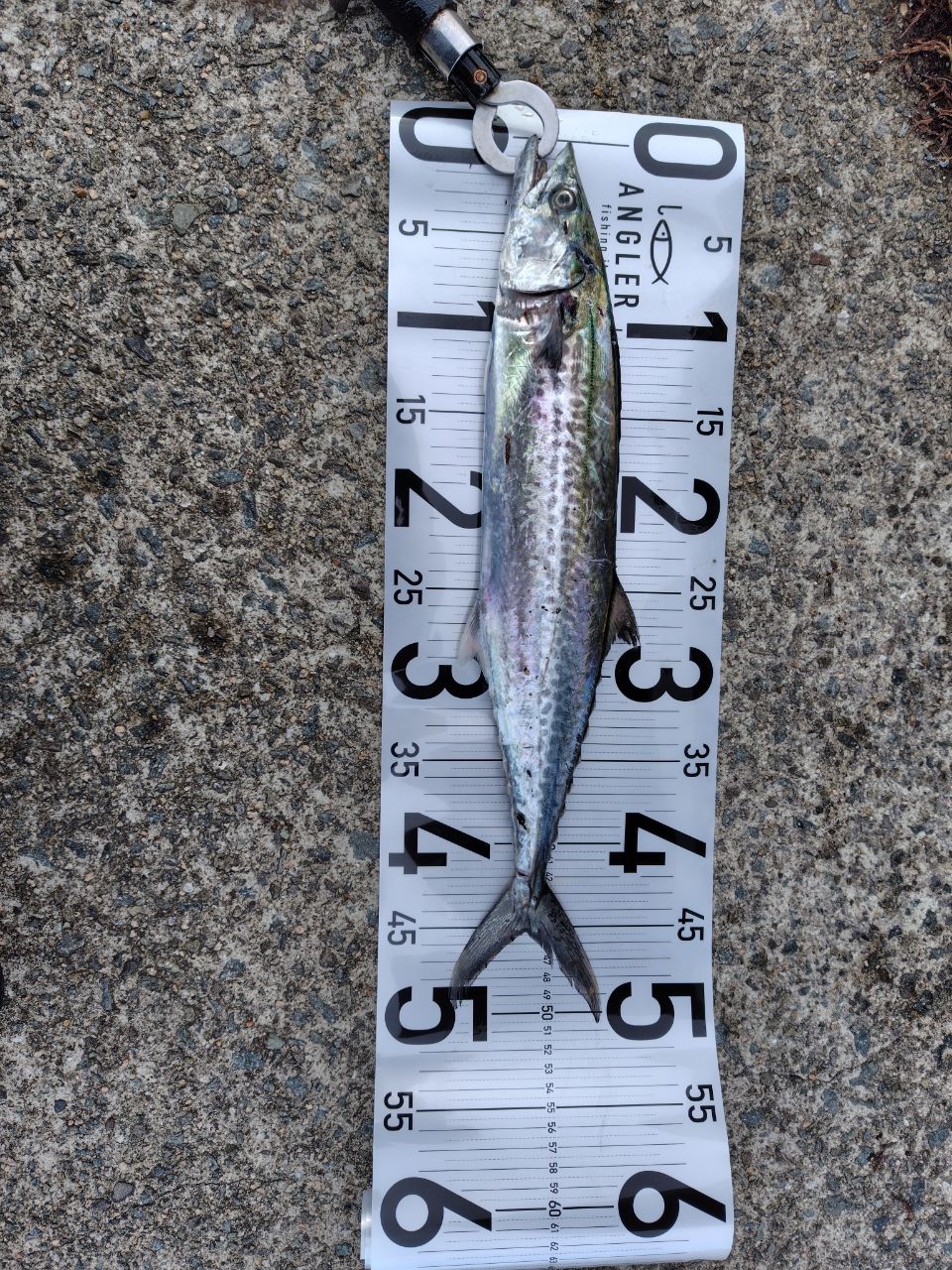 MajorCraft クロスライド 5G XR5-1002M/LSJの最安値・インプレ