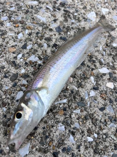 シロギスの釣果