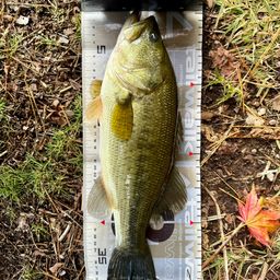 ラージマウスバス