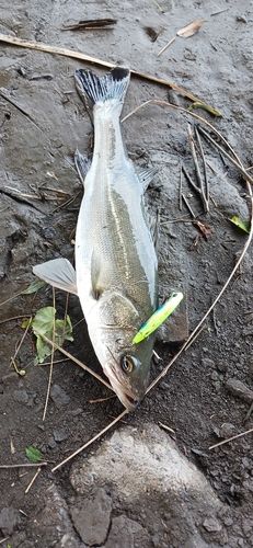 マルスズキの釣果