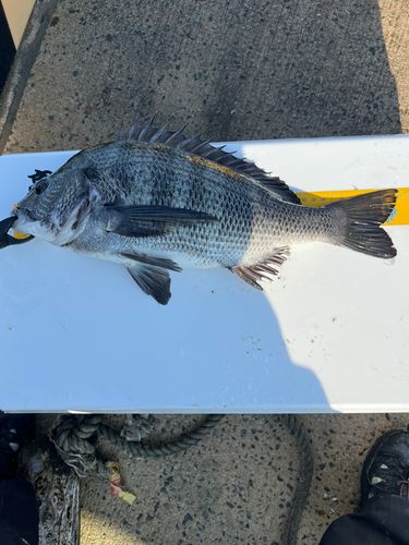 クロダイの釣果