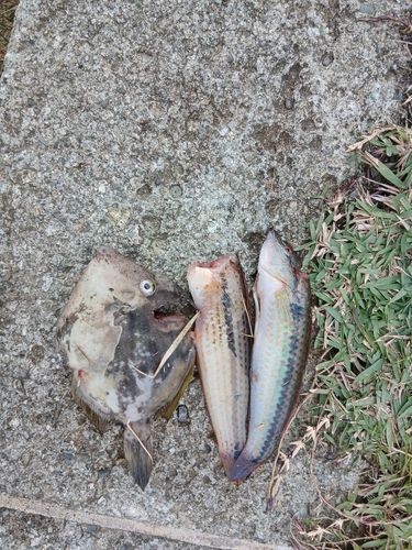 カワハギの釣果