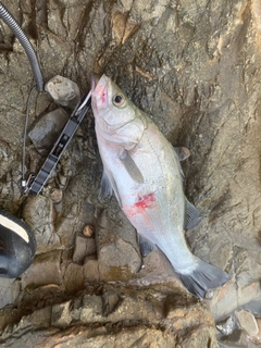 ヒラスズキの釣果