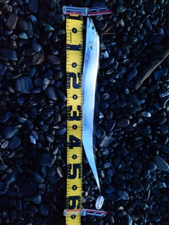 タチウオの釣果