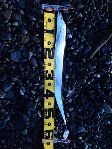 タチウオの釣果