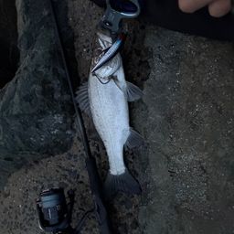 セイゴ（ヒラスズキ）