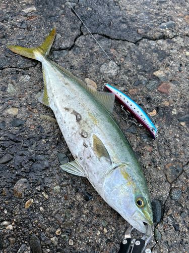 フクラギの釣果