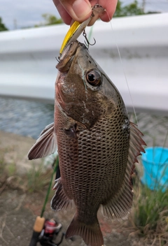 ゴマフエダイの釣果