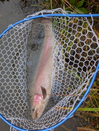 ニジマスの釣果