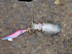 アオリイカの釣果