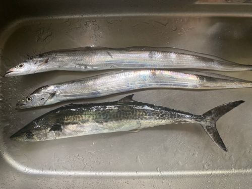 タチウオの釣果