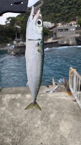 ゴマサバの釣果