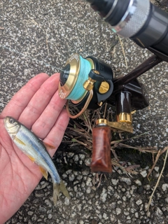 カワムツの釣果