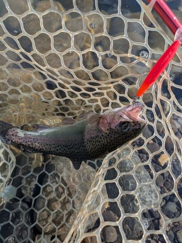 ニジマスの釣果
