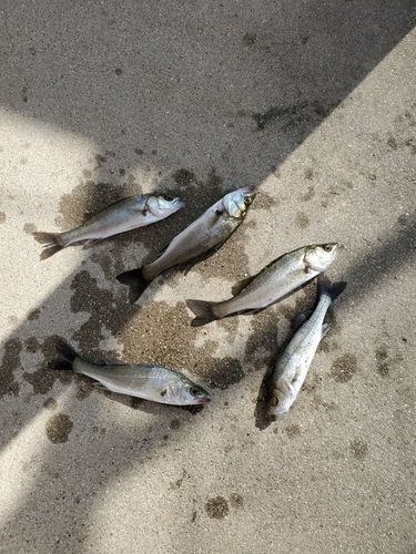 シーバスの釣果