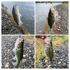 ブラックバスの釣果