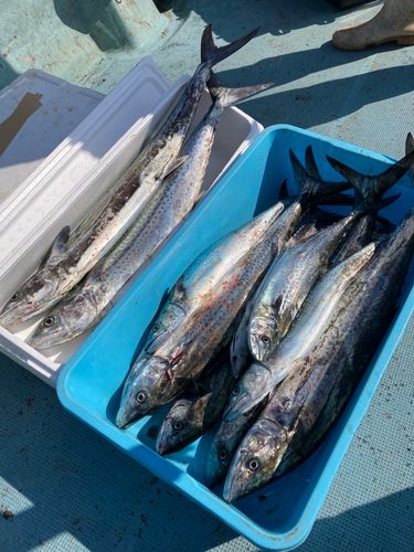 サワラの釣果