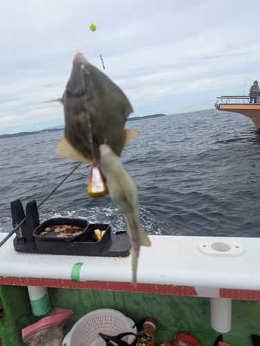 カワハギの釣果