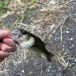 ラージマウスバス