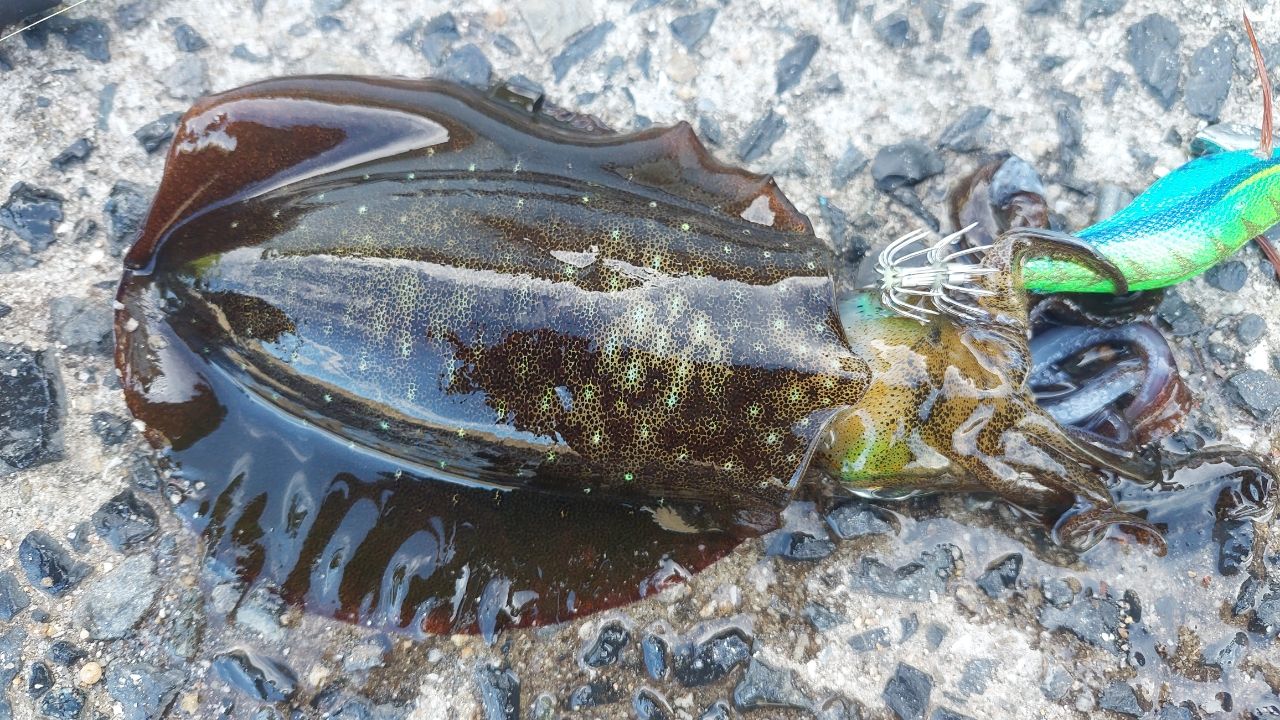 SHIMANO 22セフィア BB S86MLの最安値・インプレ・釣果 | 本音の