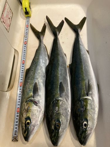 ワラサの釣果