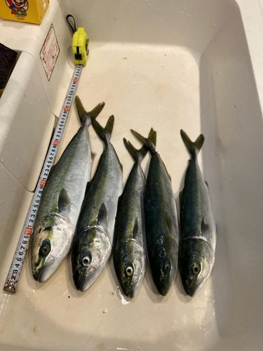 イナダの釣果
