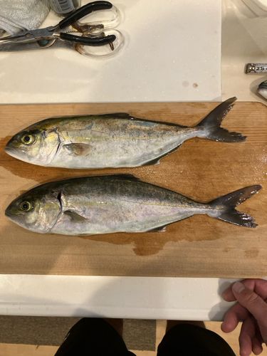 ショゴの釣果