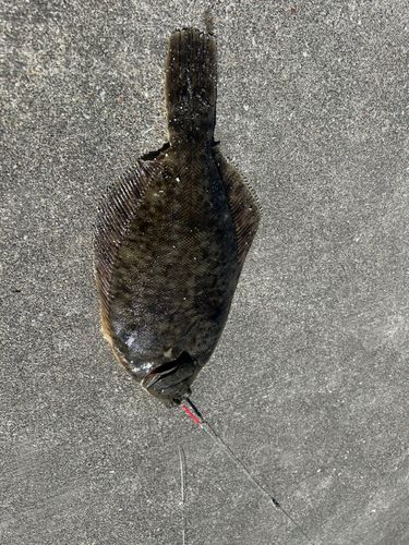 ナメタガレイの釣果